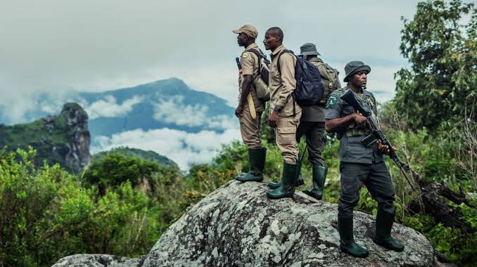 Defying conflict to track the world’s rarest chimpanzees